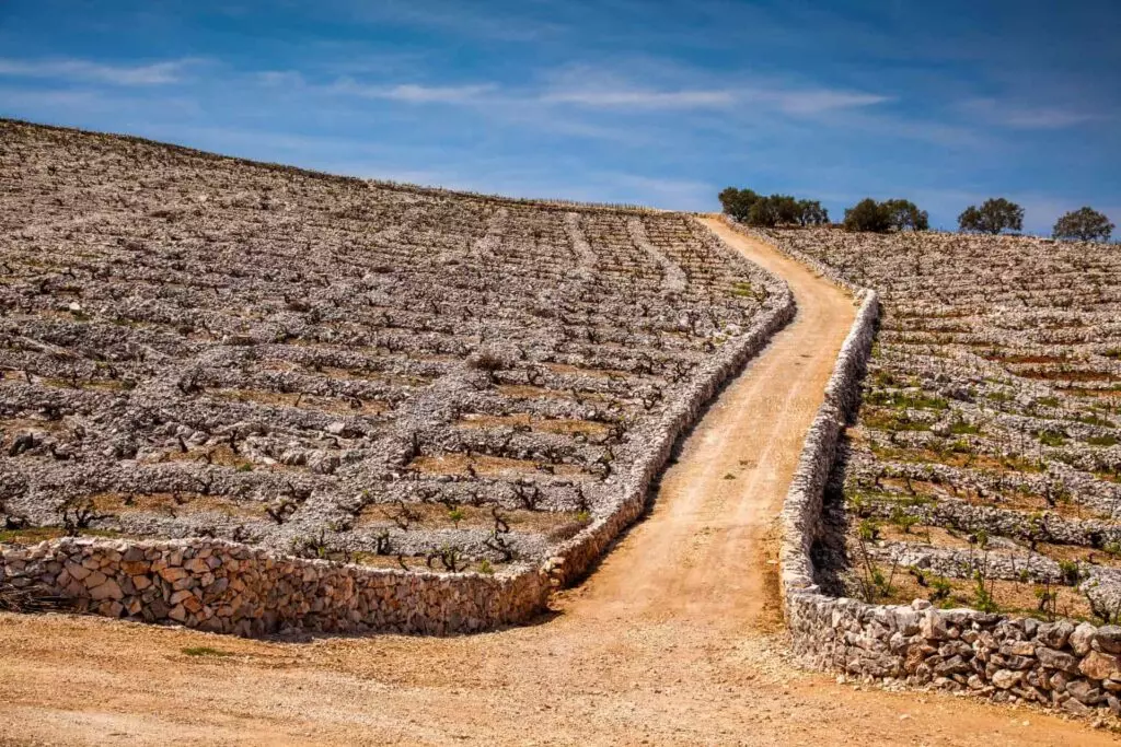 Primosten vinogradi