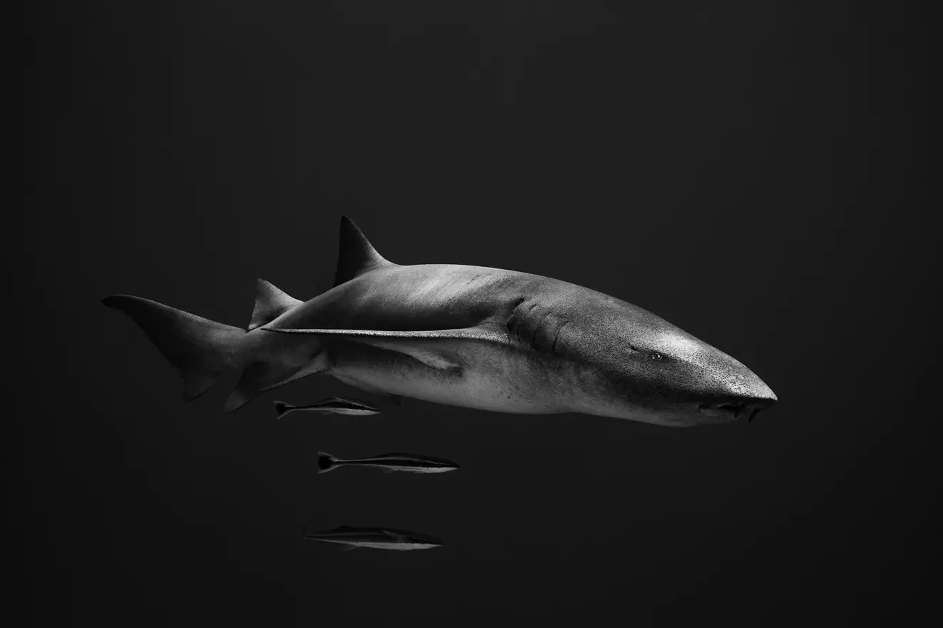Ocean-Photographer-of-the-Year-2026-Matty-Smith-00.jpg