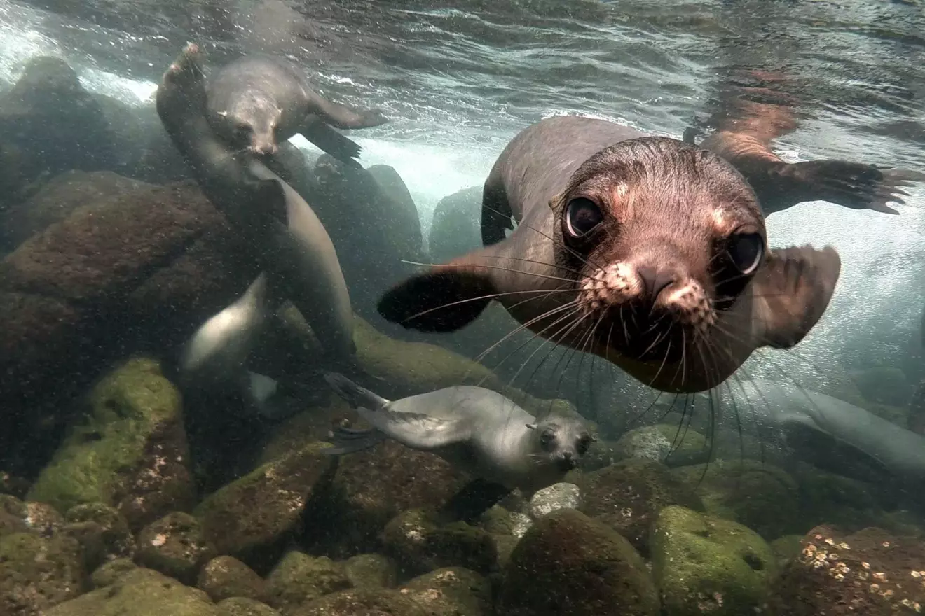 Galapagos-Seals.jpg