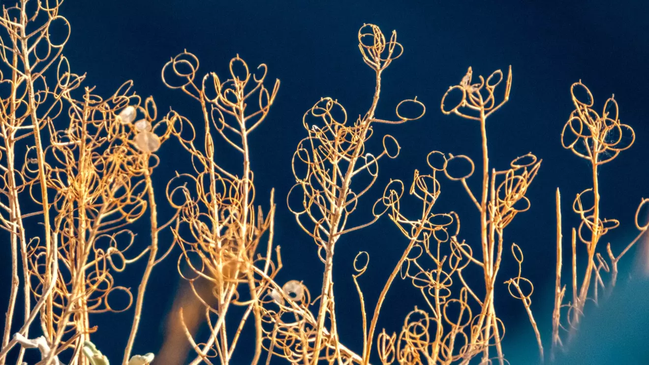 bogata vegetacija otoka palagruze