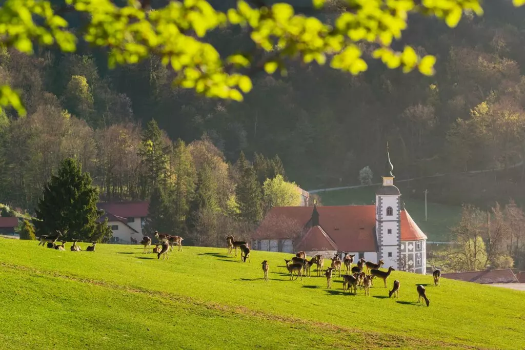 jelenov-greben-slovenija-00-1024x683.jpg