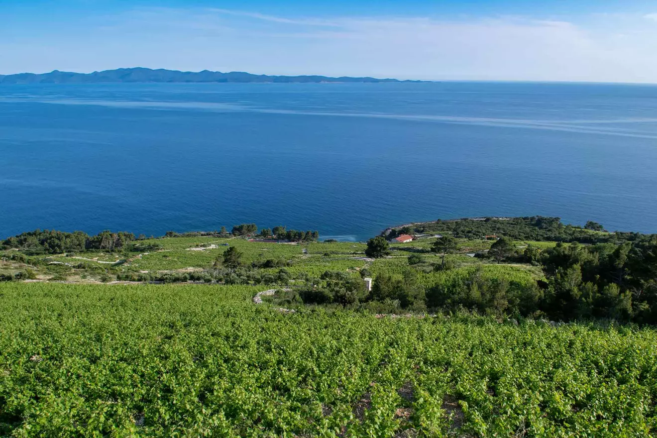 vinogradi vicelić, pelješac