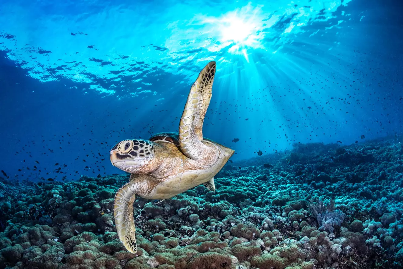 Ocean-Photographer-of-the-Year-2026-Jenny-Stock-00.jpg