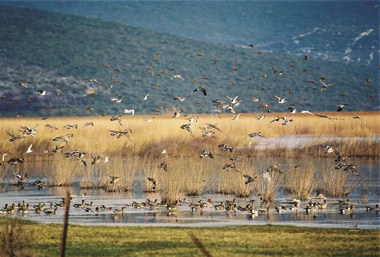 Vransko Jezero Jato Ptica 03