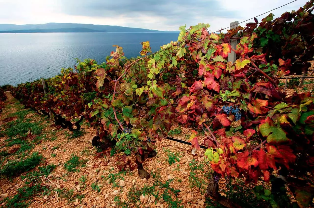 Vinarija Tomić: Obiteljska tradicija proizvodnje