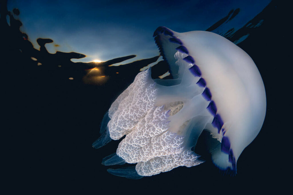 Underwater Photo Marathon
