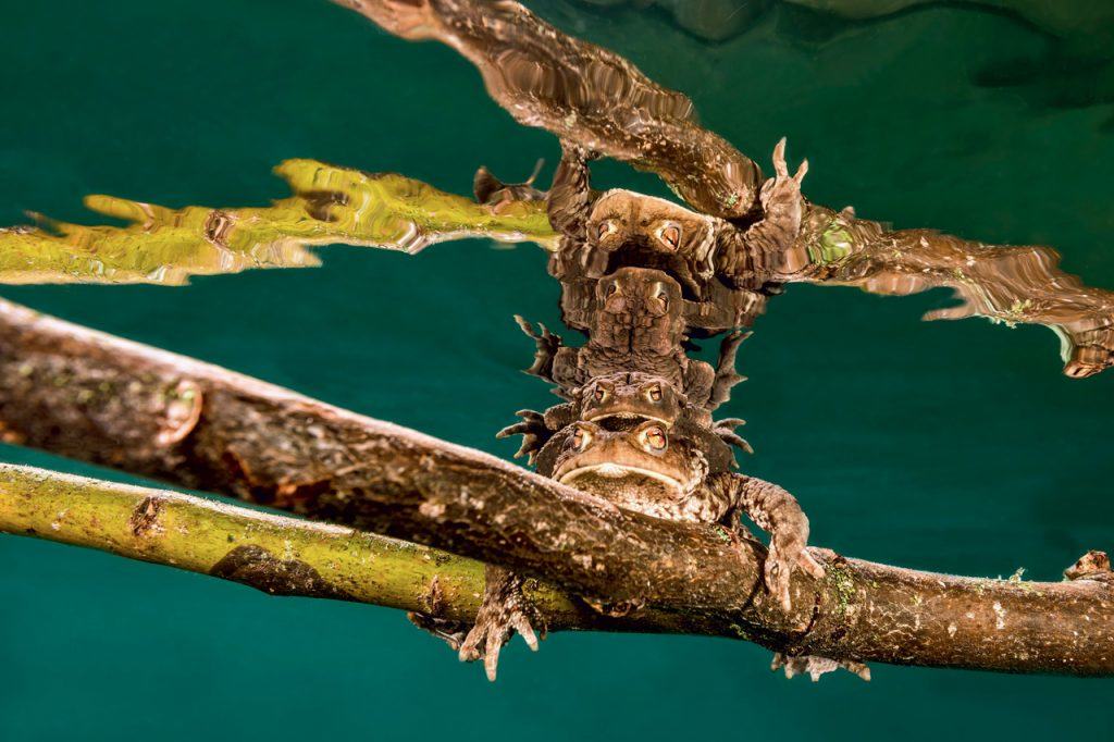 Underwater Photo Marathon
