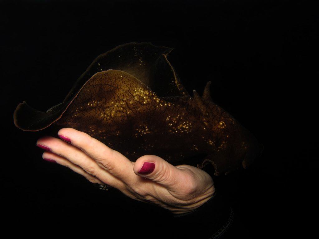 Underwater Photo Marathon