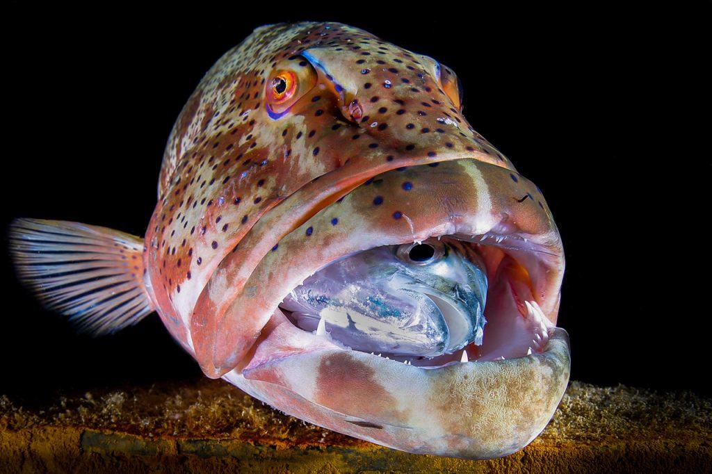 Underwater Photo Marathon