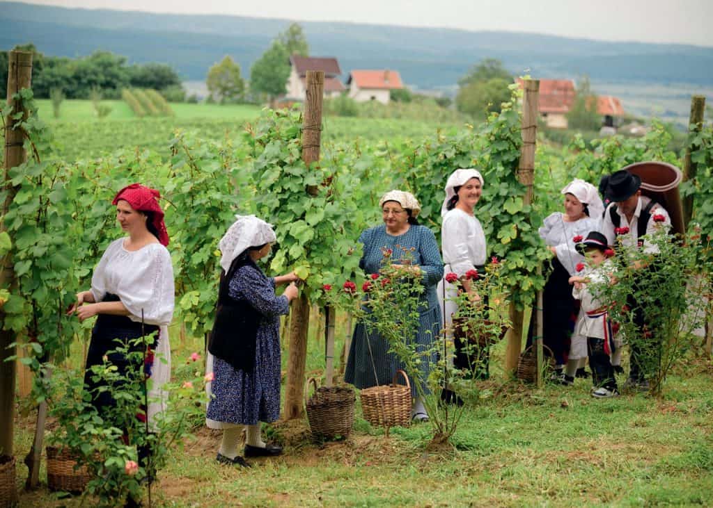 Slavonija Pleternica