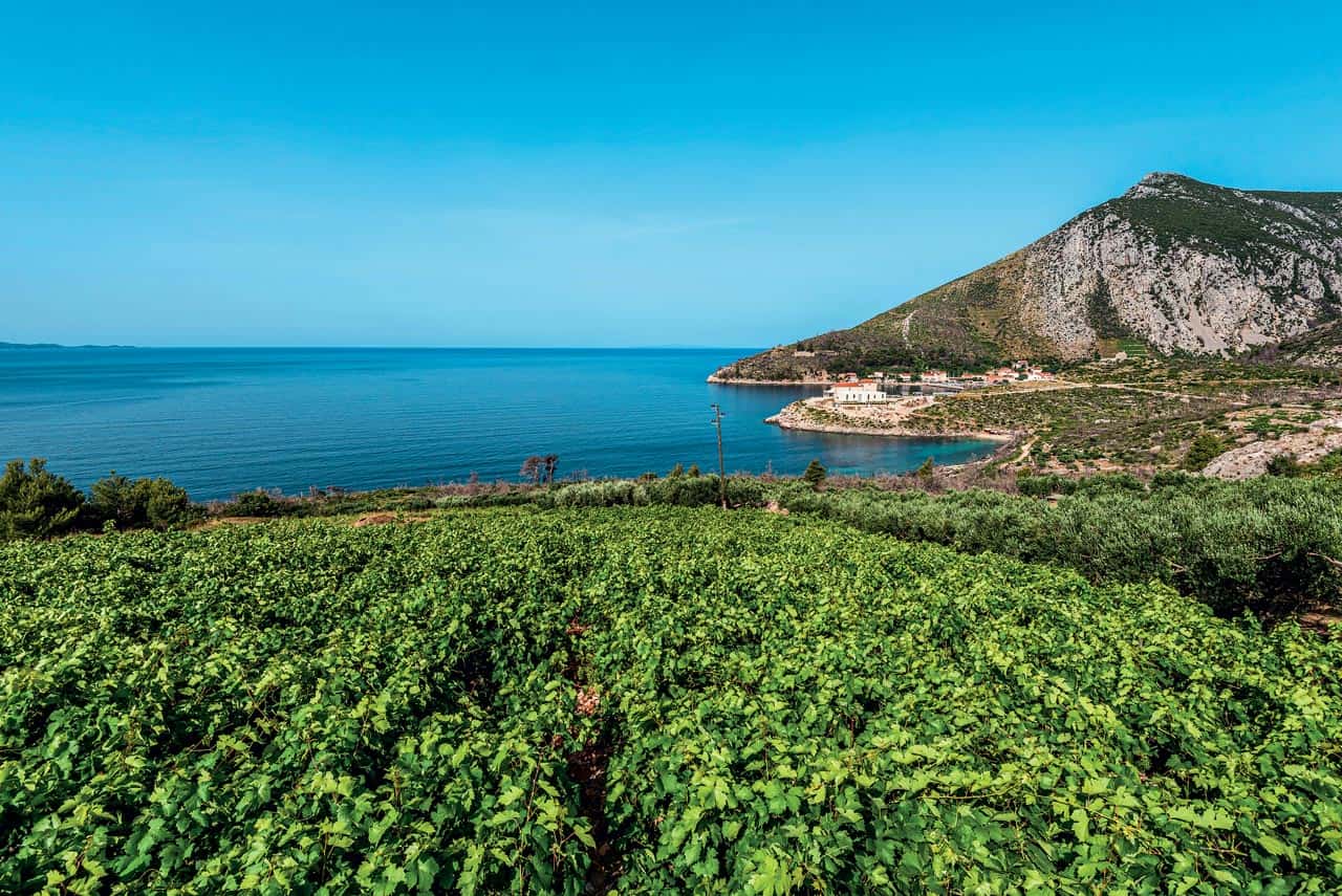 Winery Grgic