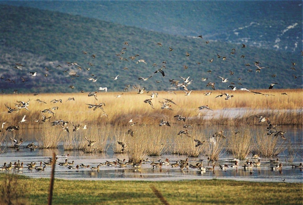 Vransko Jezero Jato Ptica 03