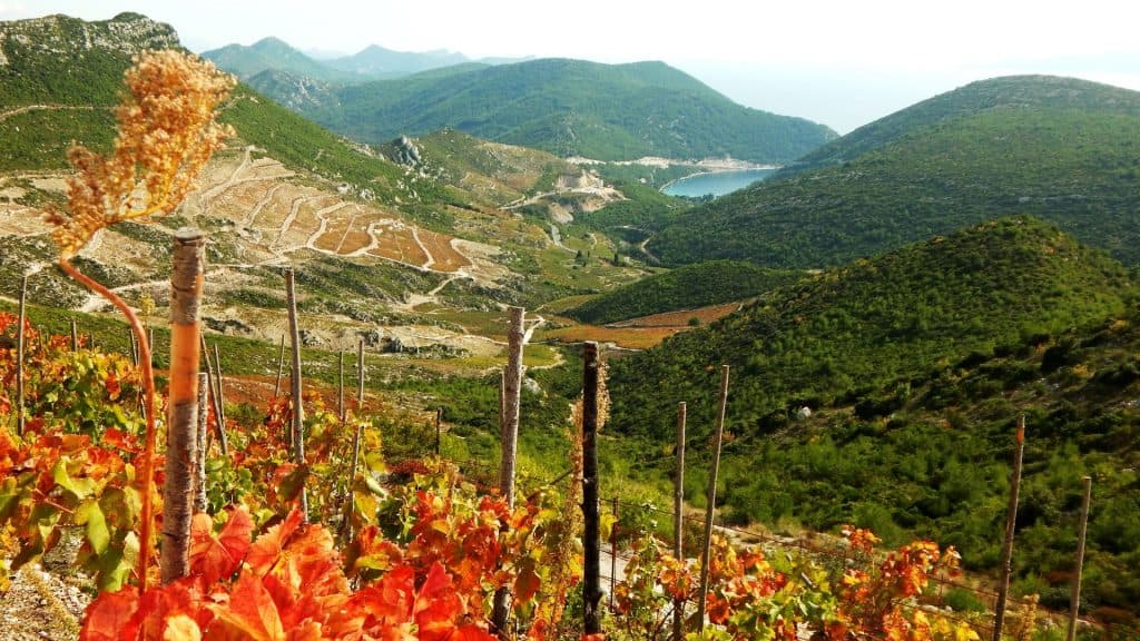 Grapeyards Peljesac 01