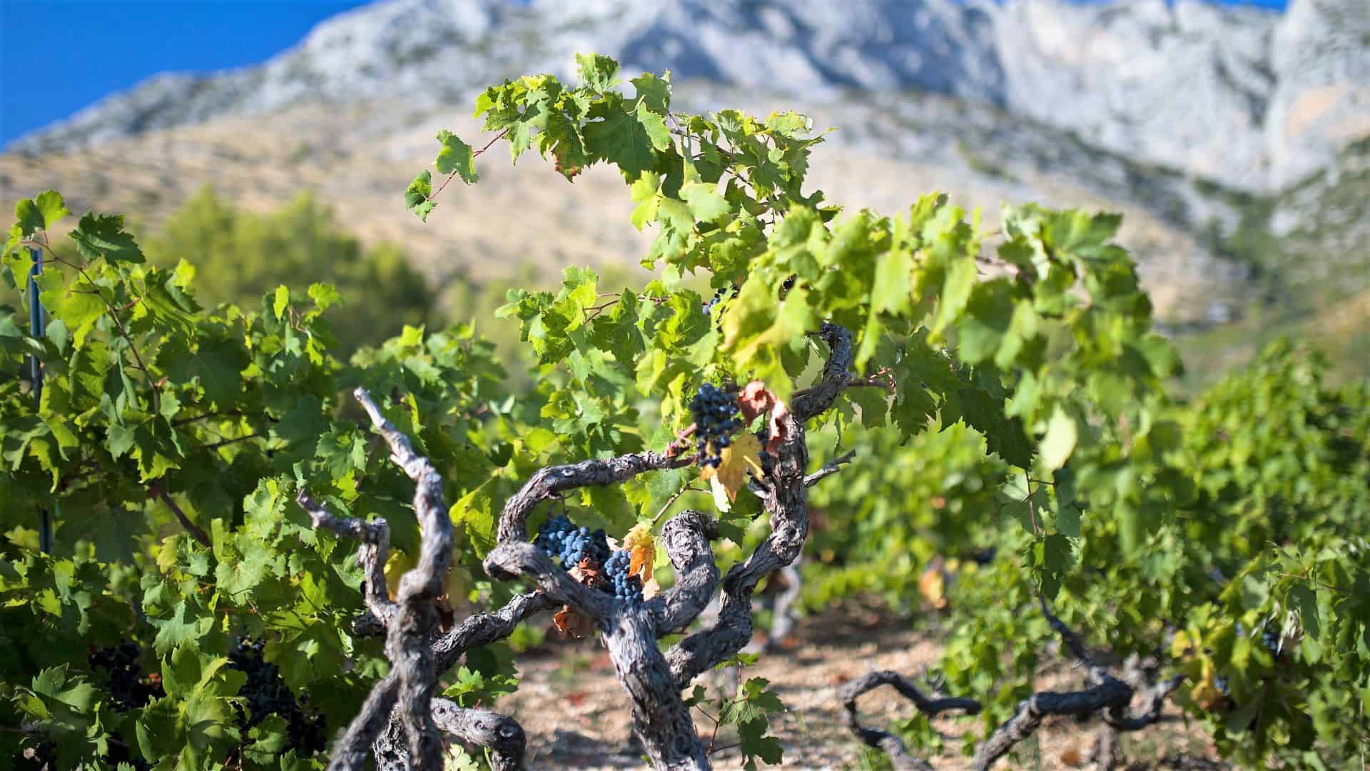 Ovo je fotografija hvar otok vina
