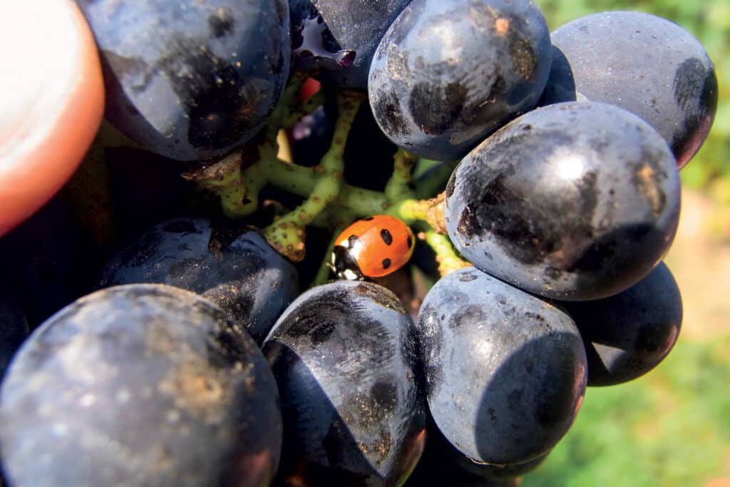 Ovo je fotografija crnog grozda grožđa - biodinamička vina