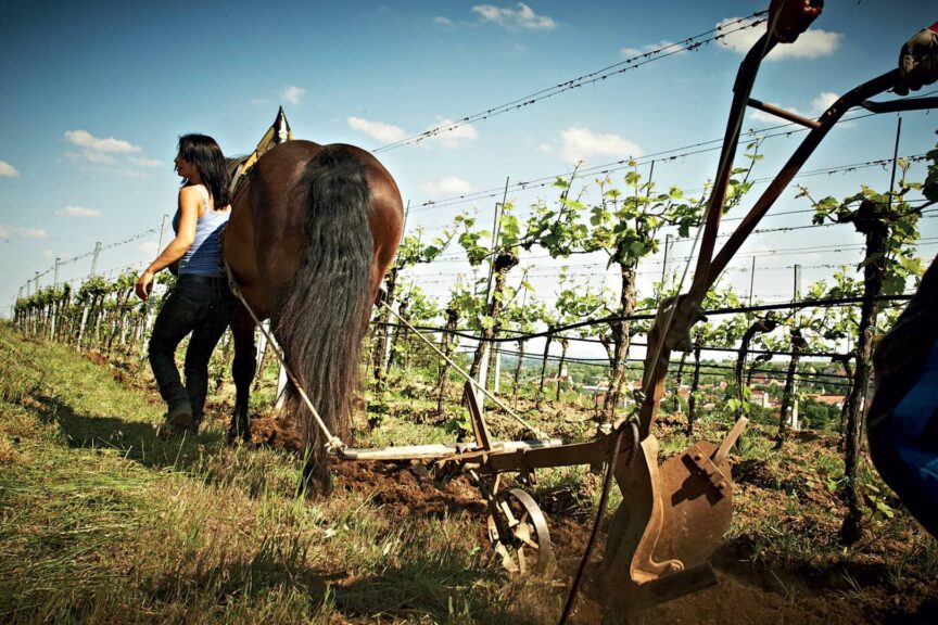 Ovo je fotografija obrade vinograda