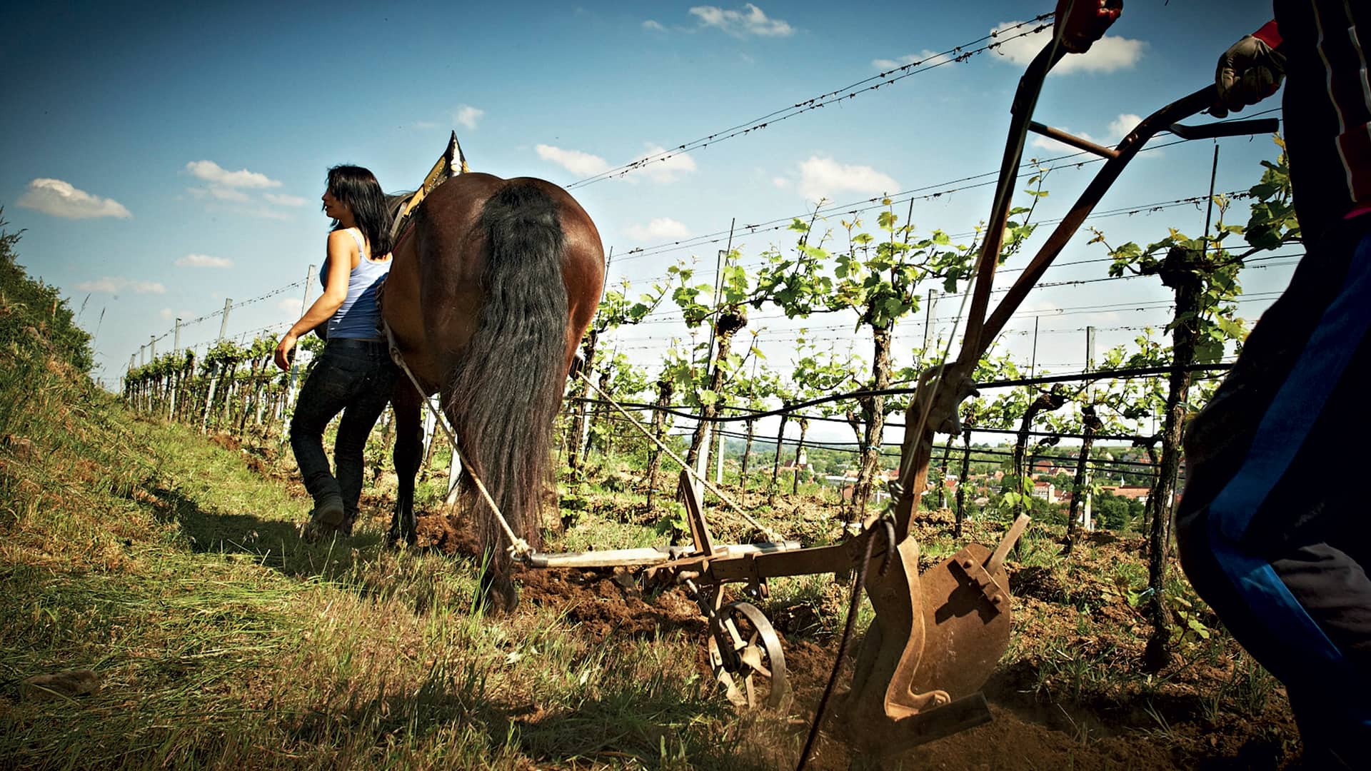 Ovo je fotografija obrade vinograda