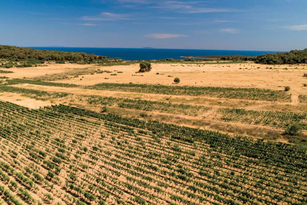 Ovo je fotografija Vinograd Senjanović, restorani Vis