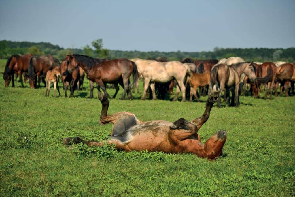 Park prirode Lonjsko polje konji na livadi